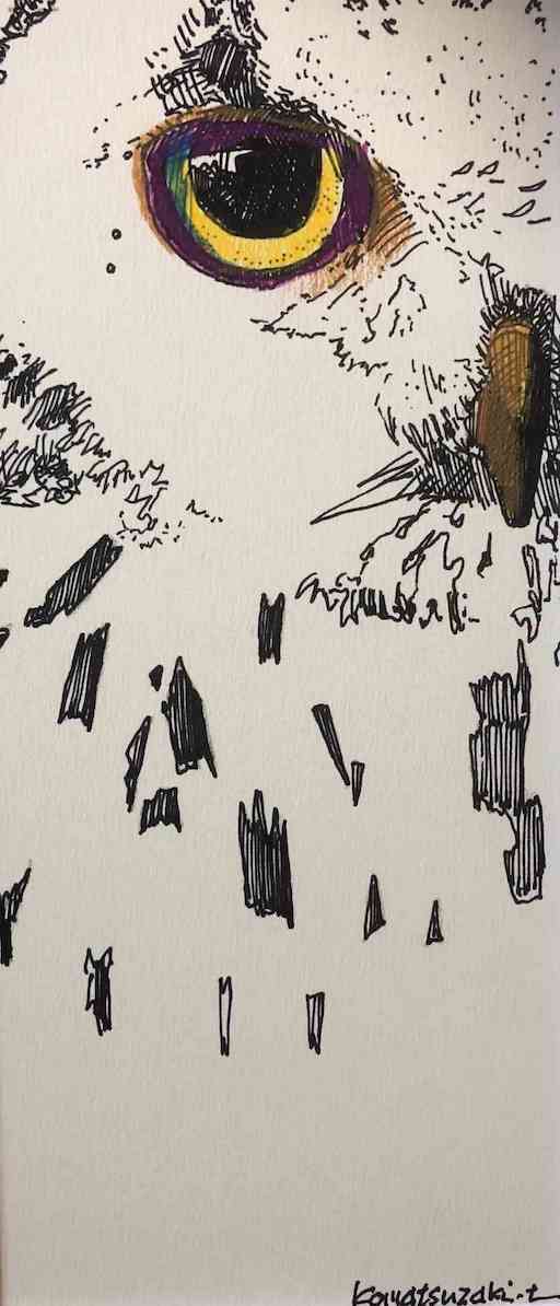 ドローイング フクロウ